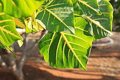 《星空》欧洲价格曝光 PC本体售价69.99欧元